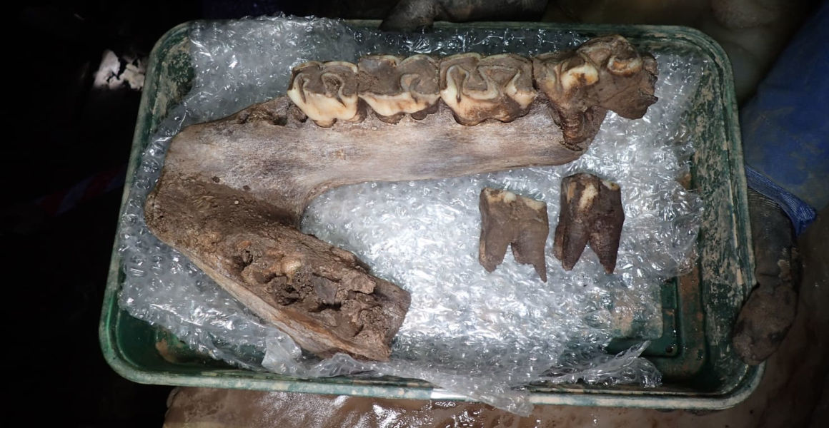Woolly mammoth and rhino among Ice Age animals discovered in Devon cave |  Natural History Museum
