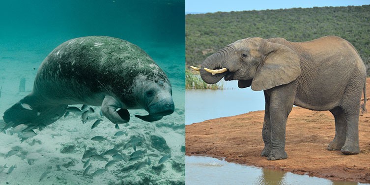 A photo of a manatee and a photo of an African elephant side by side