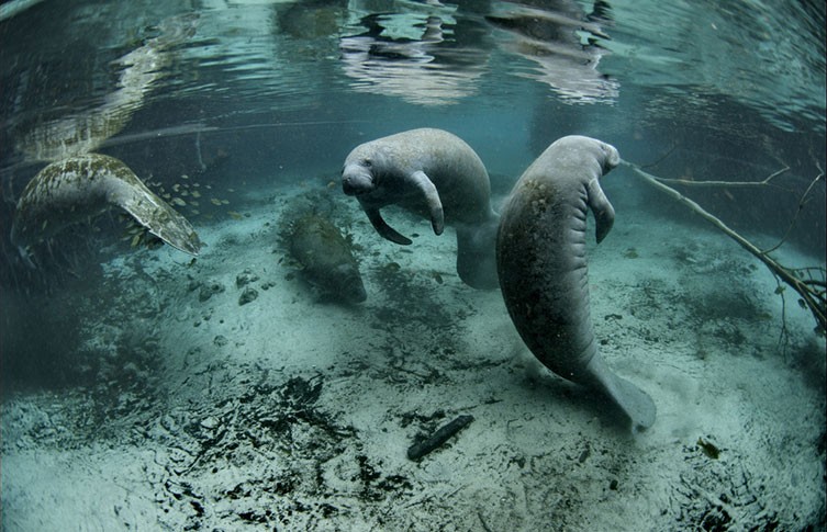 Three manatees swimming at the Crystal River National Wildlife Refuge in Florida