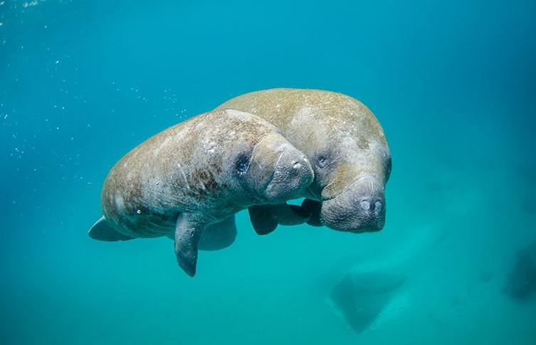 A manatee and its calf