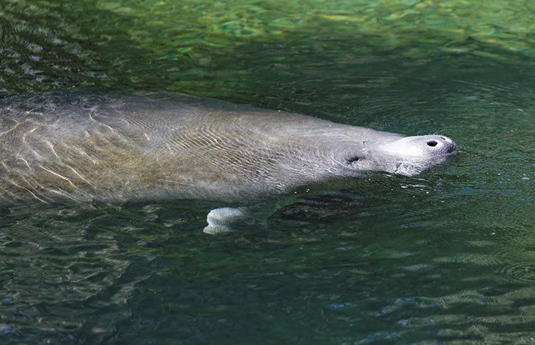 A manatee at the surface with its snout poking out of the water