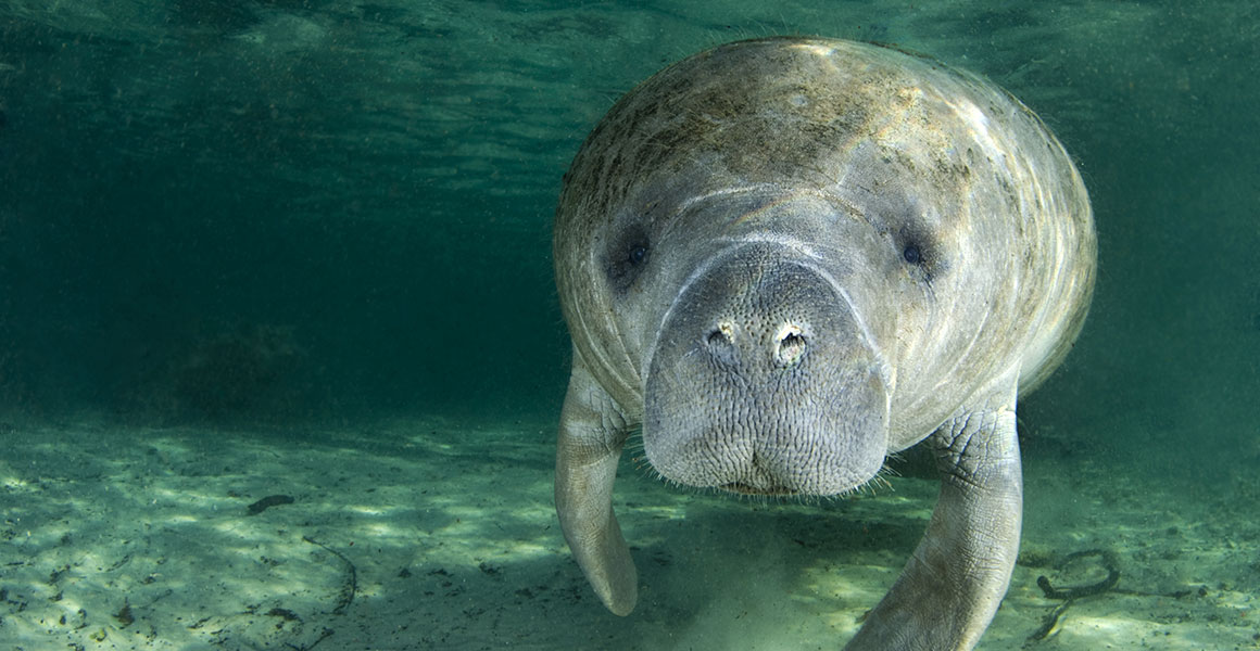 Manatees: what is a sea cow? | Natural History Museum