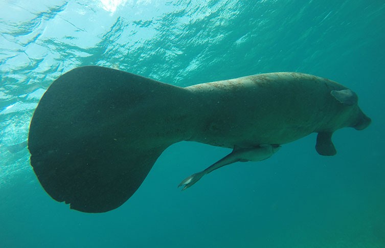 A photo of the underside of a manatee