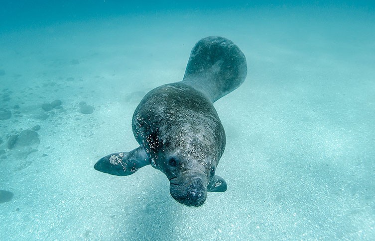 A Florida manatee