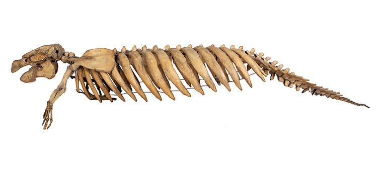 A manatee skeleton from the Museum collection.