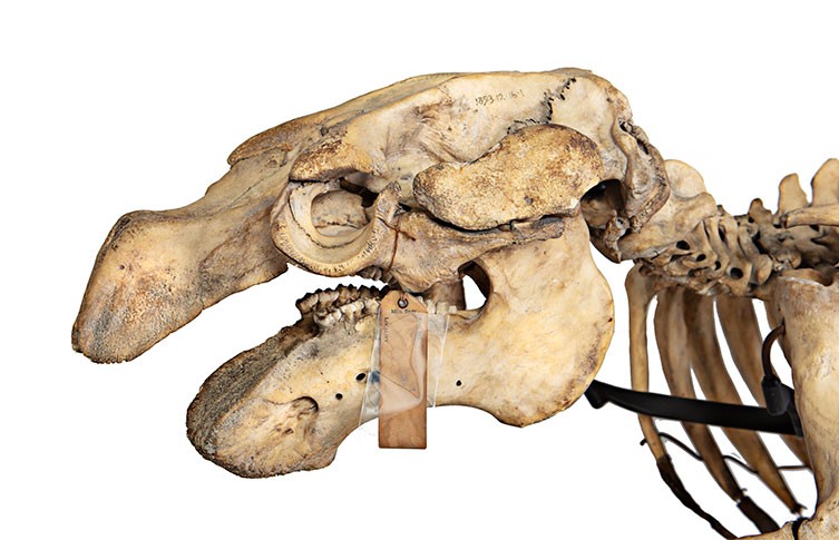 The skull of a West Indian manatee from the Museum collection.