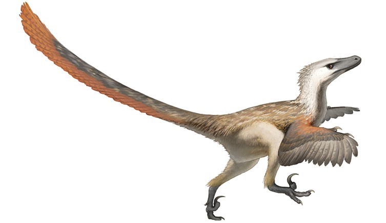Deinonychus Pictures & Facts - The Dinosaur Database