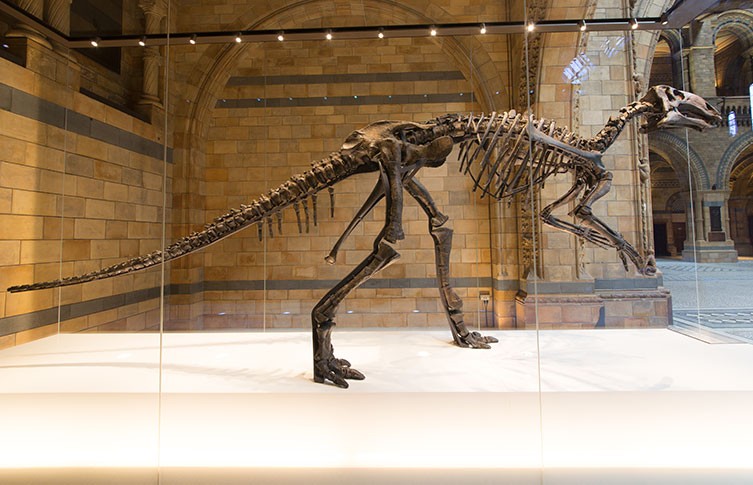 Mantellisaurus 3d Scanning One Of The Most Complete British