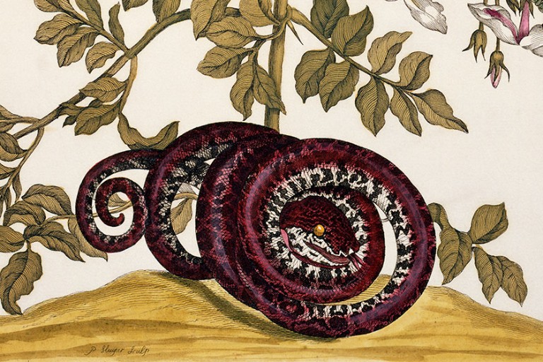Maria Sibylla Merian: unmasked art and science Natural History Museum