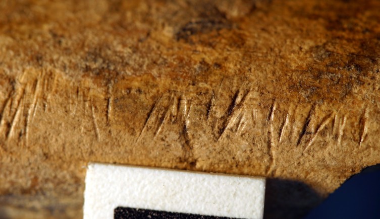 1.5 million year old fossil bones with cut marks from Koobi Fora, Kenya