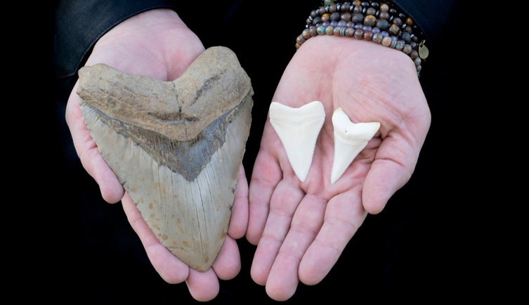 Mãos humanas segurando um grande dente de megalodonte e dois dentes menores de tubarão branco