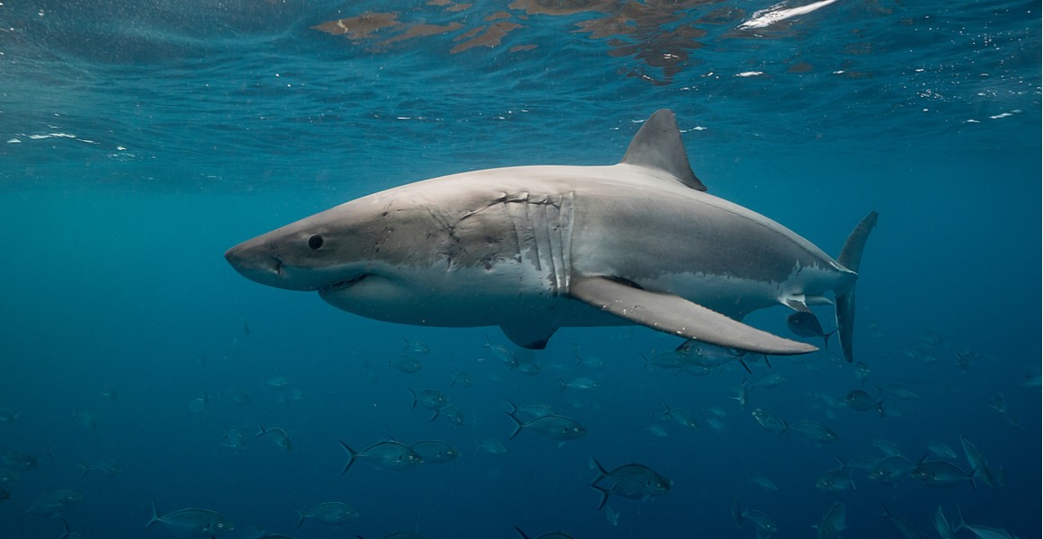 Um grande tubarão branco nada entre os peixes sob a superfície do oceano
