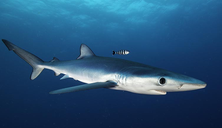 Khám phá 94 shark long tuyệt vời nhất  thdonghoadianeduvn