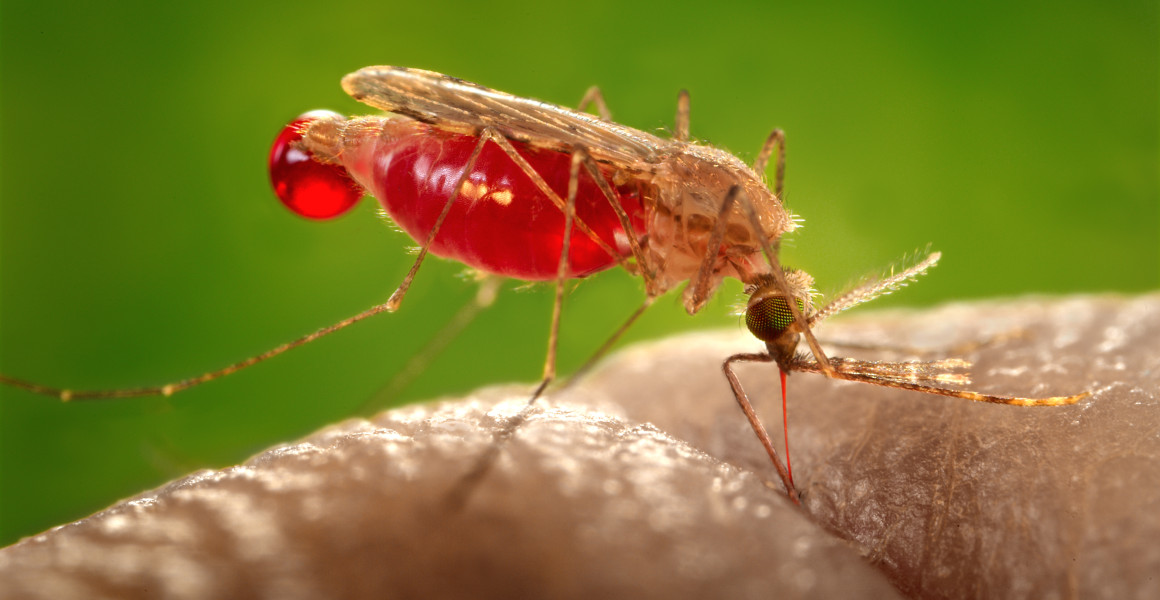 Dormancy in malarial mosquitoes may offer new ways to fight disease |  Natural History Museum
