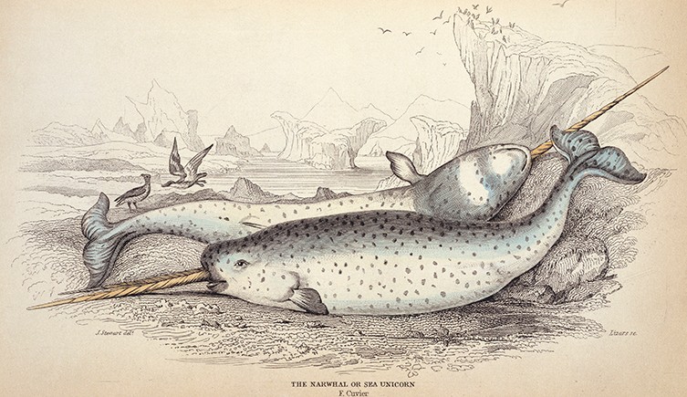Curious collections: two-tusked narwhal | Natural History Museum