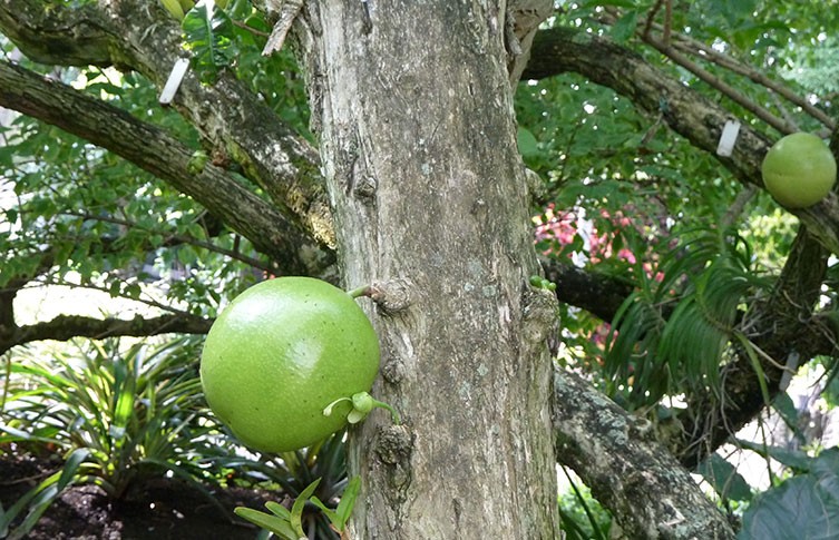 A tree bearing calabash fruit