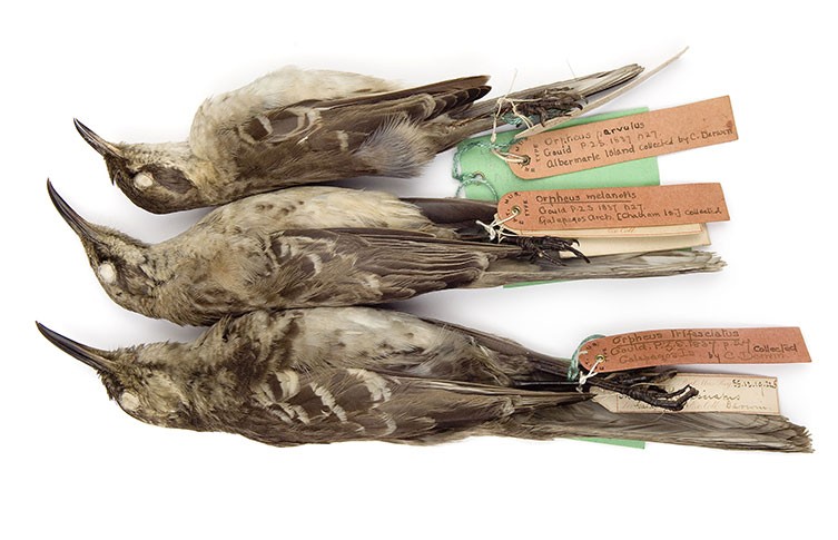 Three of Darwin's mockingbird specimens from the Museum's collection