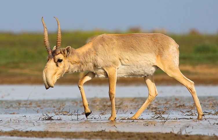 An adult saiga antelope
