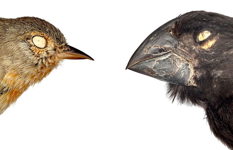 The heads of two Galapagos finch specimens