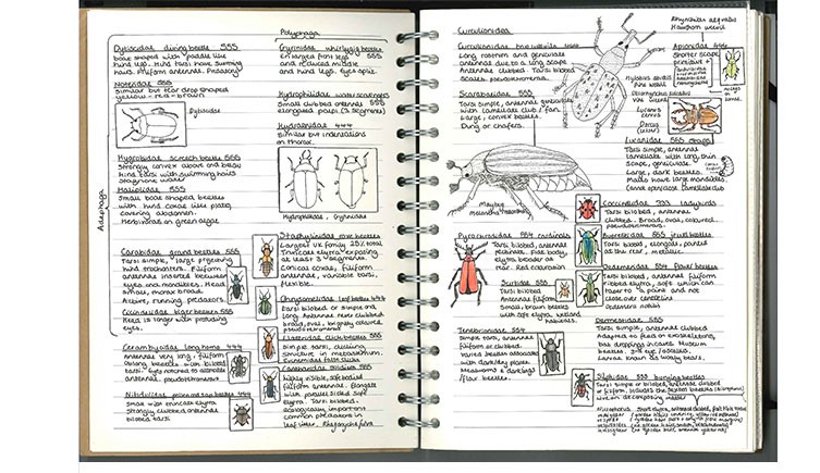 How to make and use a nature journal to record your wildlife observations | Natural Museum