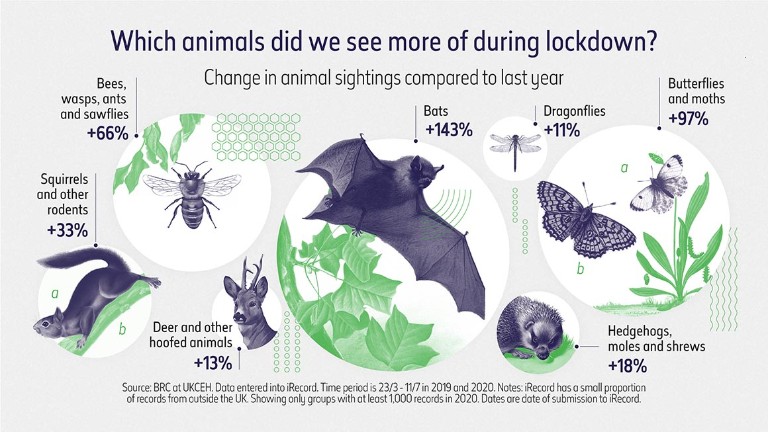 De quels animaux avons-nous le plus vu pendant le verrouillage 