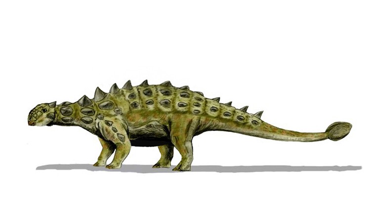  A drawing of an ankylosaur showing its back covered in both flat plates of armour and spikes. 