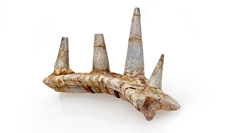 The rib bone showing the spikes emerging from the dorsal surface. 