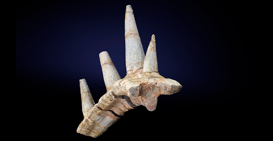 A picture of the fossil rib bone, showing four large spikes coming directly off the surface. 