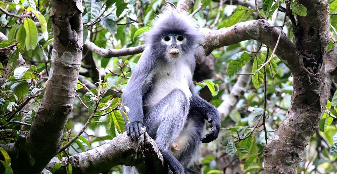 The Popa langur with darker gray fur on its back and arms and lighter gray fur on its chest is sat in a tree surrounded by branches and green leaves. It is staring directly at the camera.