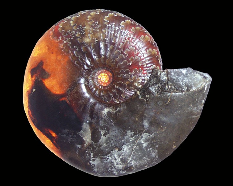 A photo of an ammonite with some of the internal organs illuminated against the light