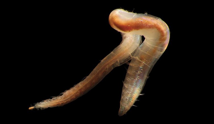 New species from the abyssal ocean hint at incredible deep sea diversity |  Natural History Museum