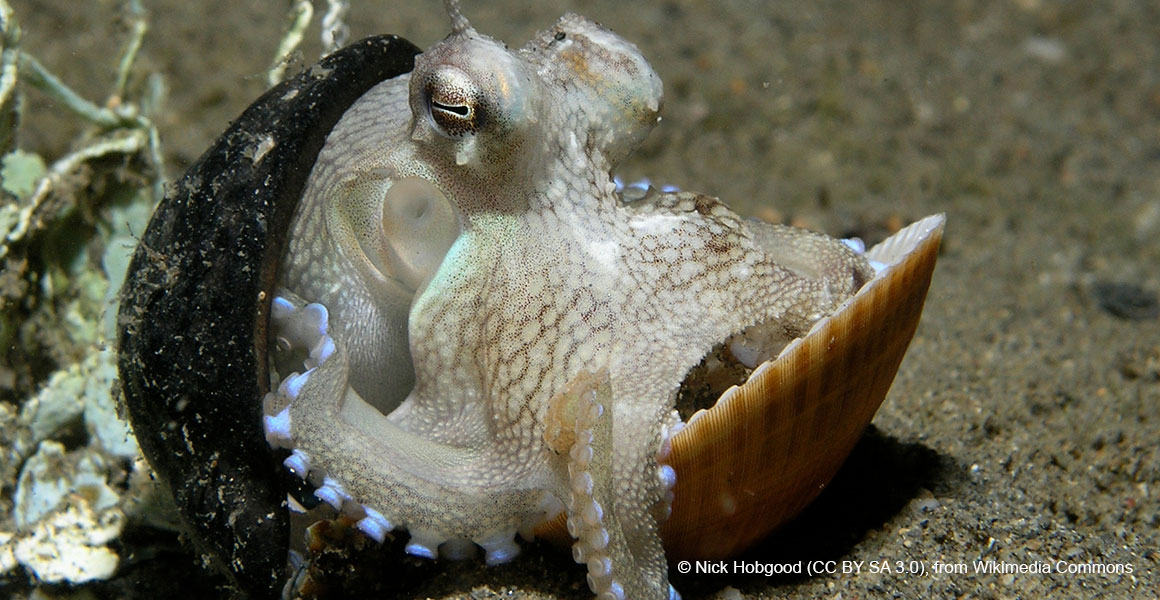 Octopuses keep surprising us - here are eight examples how | Natural  History Museum