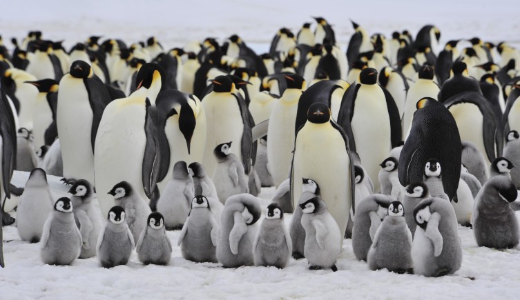 A group of adult and juvenile emperor penguins gathered on a snowy plain