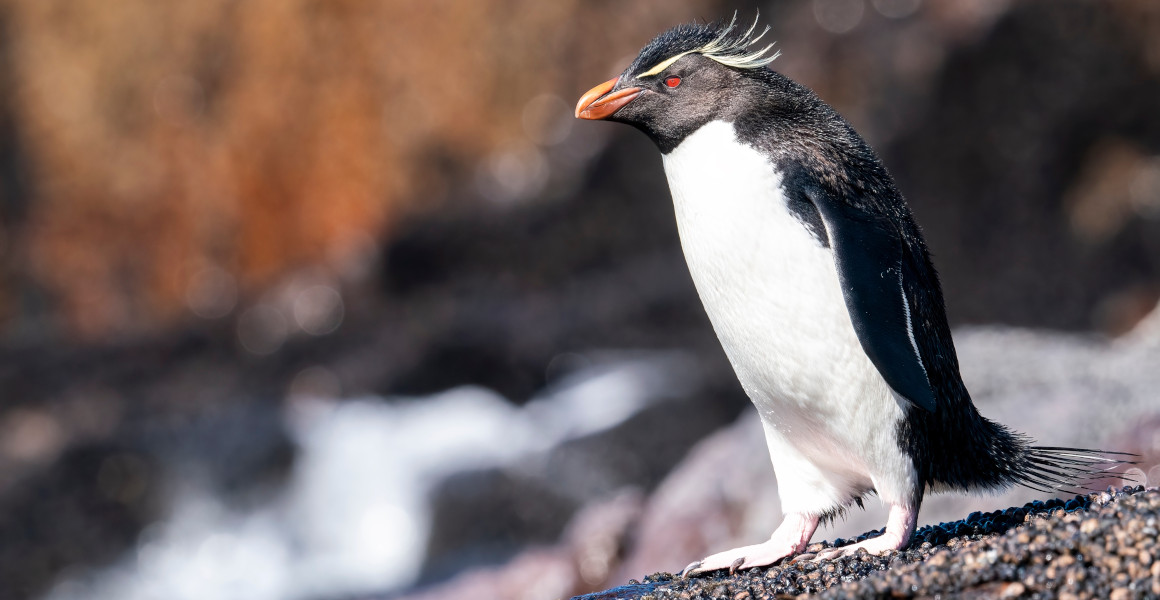 Los pingüinos están entre las aves más lentas del mundo