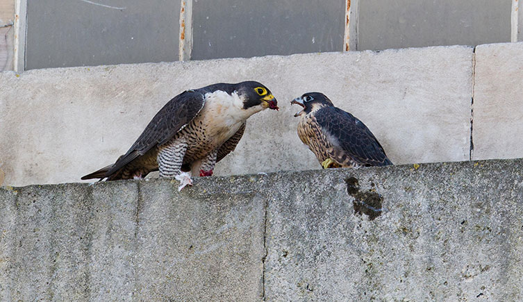 An adult peregrine falcon feeds its offspring out on the ledge of a derelict building