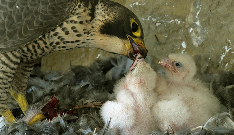 An adult peregrine falcon feeding meat to its fluffy white chicks