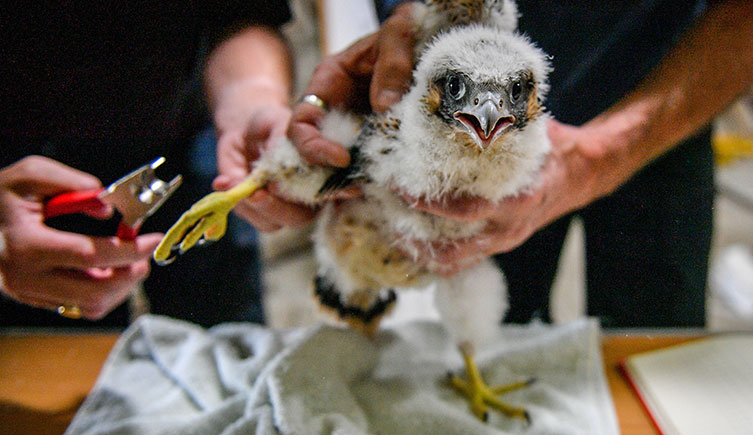 A peregrine is held by licensed handlers as they fix a ring to its leg