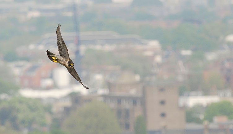 Birds of prey  London Wildlife Trust