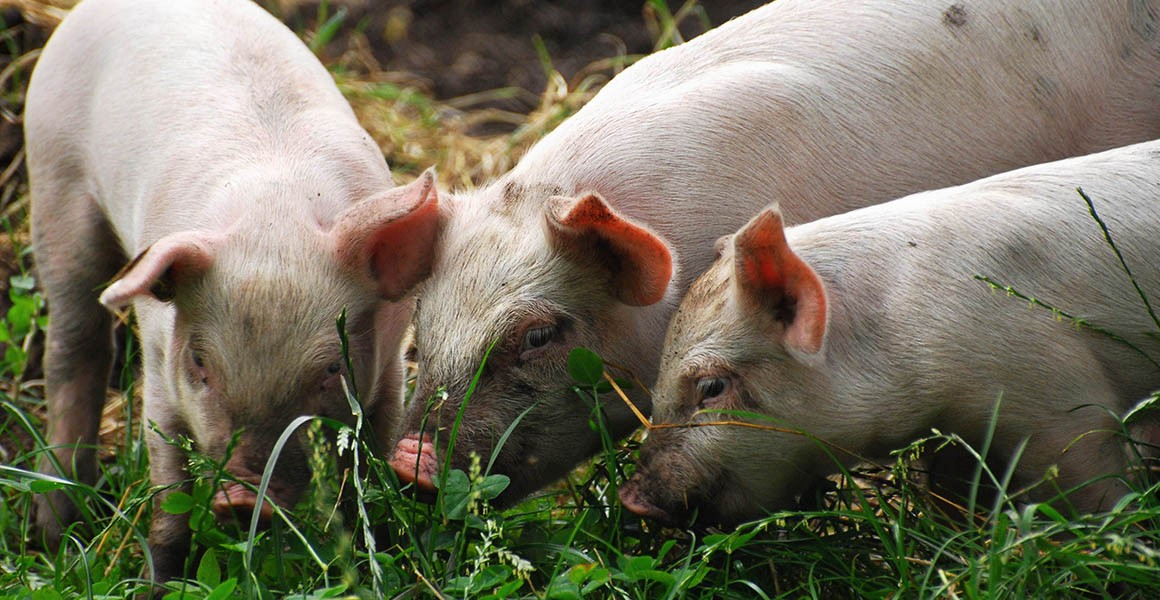 Understanding the origins of European domestic pigs | Natural History Museum