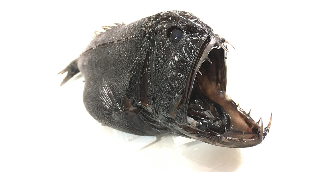 Plastic microfibres found in the stomach of deep-sea fish