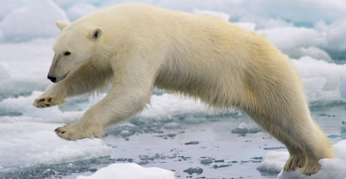 Polar bears lose genetic diversity as sea ice loss divides