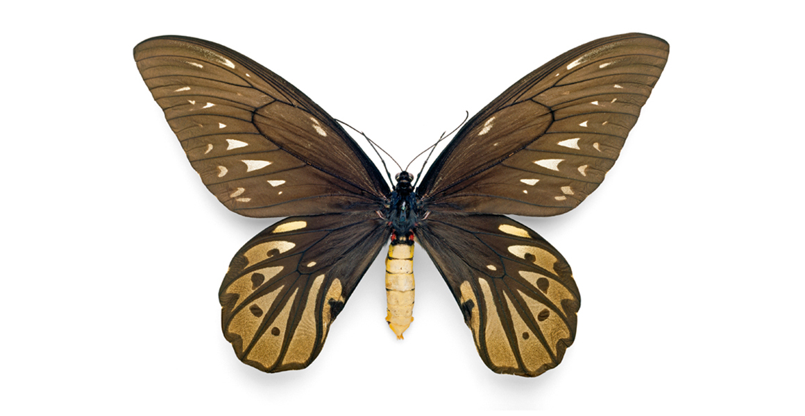 queen-alexandra-birdwing-butterfly-female-news.jpg