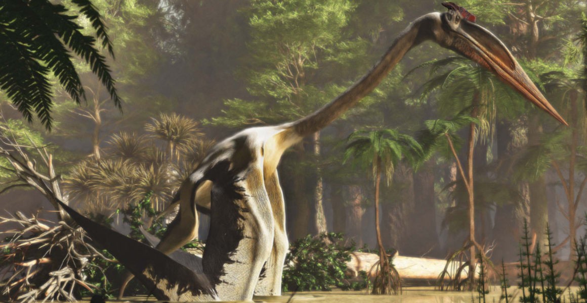 The largest-ever flying animal behaved like a giant heron | Natural History  Museum