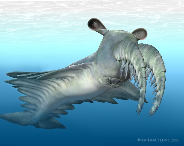 Fossils of sea monster eyes shed light on animal evolution | Natural  History Museum