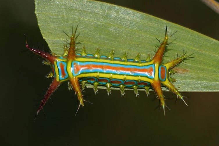 Rainbow nature: most colourful creatures | Natural History Museum