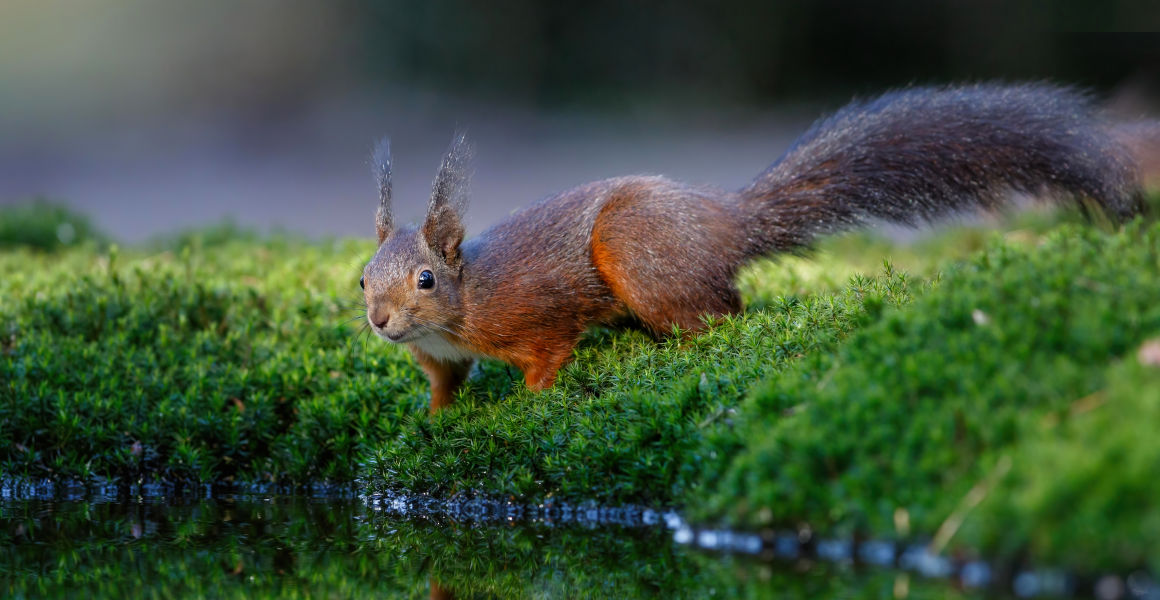 Feeding British red squirrels is changing their skulls