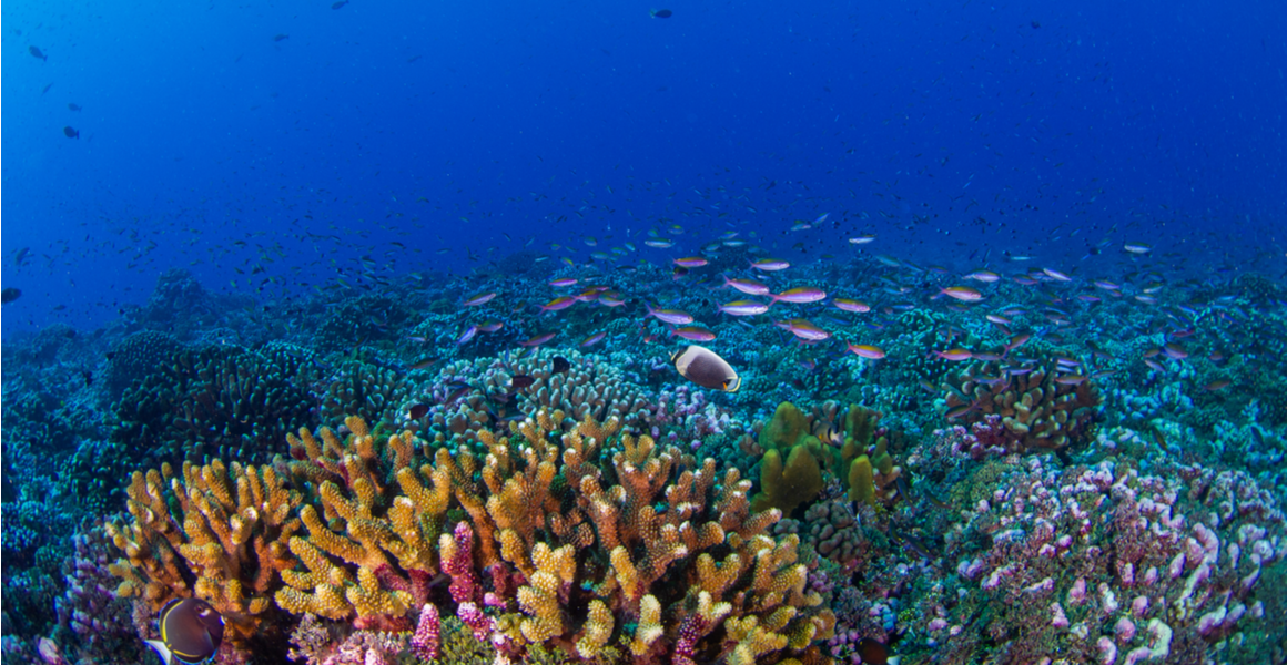 Over half of coral reef across the world has been lost since 1950 | Natural Museum