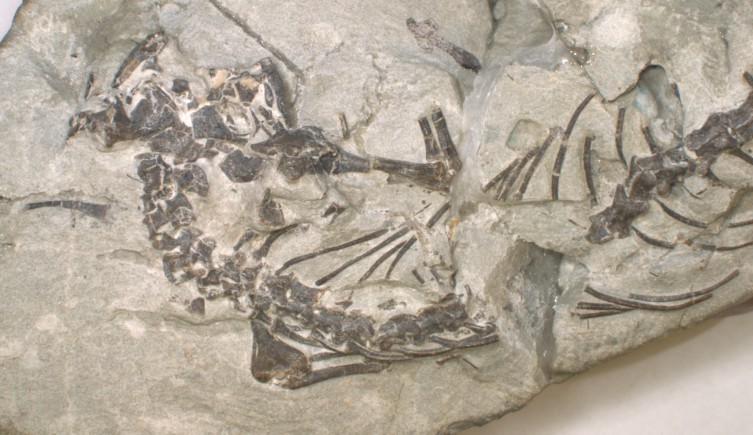 El bloque de roca gris que contiene los fósiles más oscuros, muestra una larga cadena de vértebras, pedazos de costillas y huesos de las extremidades.