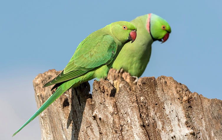 Karakteriseren Geld lenende krullen Wild parakeets in the UK: exotic delights or a potential problem? | Natural  History Museum