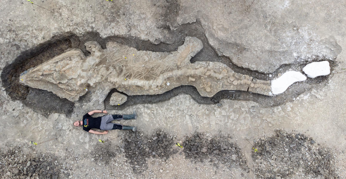 Britain's largest ever ichthyosaur is discovered in Rutland Water | Natural History Museum